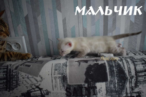 Photo №2 to announcement № 5615 for the sale of bengal cat - buy in Russian Federation from nursery