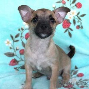 Photo №2 to announcement № 172239 for the sale of chihuahua - buy in Germany private announcement