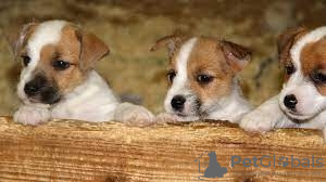 Photo №1. jack russell terrier - for sale in the city of Барсена-де-Сисеро | 328$ | Announcement № 40108