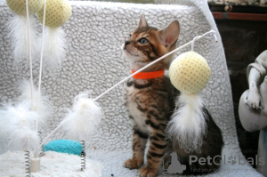 Photo №4. I will sell bengal cat in the city of Kolbotn. private announcement, from nursery - price - 396$