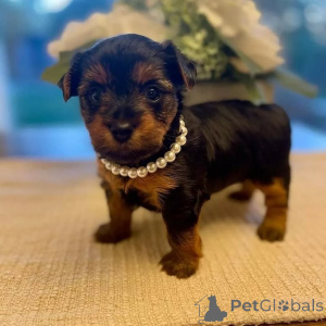 Photo №2 to announcement № 163059 for the sale of yorkshire terrier - buy in Finland private announcement, from the shelter