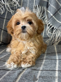 Photo №2 to announcement № 133628 for the sale of maltipu - buy in United States 