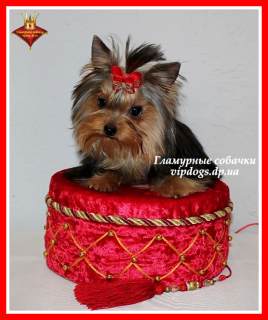 Photo №1. yorkshire terrier - for sale in the city of Kiev | 2737$ | Announcement № 6235