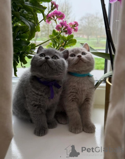 Photo №1. british shorthair - for sale in the city of Geneva | Is free | Announcement № 166646
