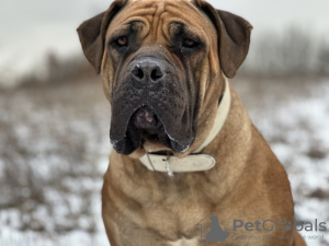 Additional photos: South African Boerboel Mastiff puppies