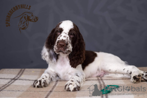 Photo №2 to announcement № 11174 for the sale of english springer spaniel - buy in Ukraine breeder