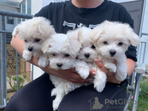 Photo №1. non-pedigree dogs - for sale in the city of Heidelberg | negotiated | Announcement № 118870