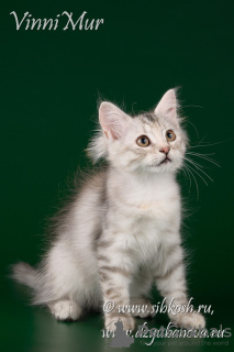 Additional photos: Siberian kitten Naryada