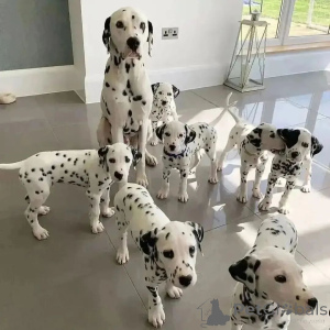 Photo №1. dalmatian dog - for sale in the city of Helsinki | Is free | Announcement № 160303