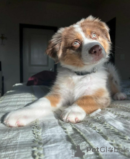 Photo №2 to announcement № 63322 for the sale of australian shepherd - buy in Poland private announcement