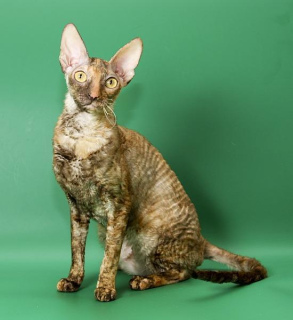 Photo №1. cornish rex - for sale in the city of Moscow | 141$ | Announcement № 2116