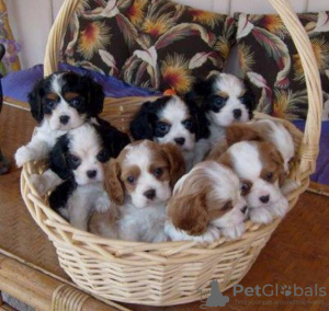 Photo №1. cavalier king charles spaniel - for sale in the city of Quinyambie | negotiated | Announcement № 51481