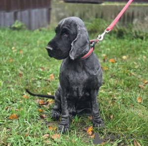 Photo №4. I will sell english cocker spaniel in the city of Moscow river. private announcement - price - Is free