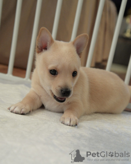 Photo №3. Portuguese lodging puppies. Russian Federation