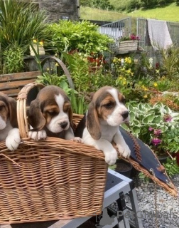 Photo №1. beagle - for sale in the city of Vilnius | 370$ | Announcement № 36095