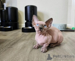 Photo №2 to announcement № 89673 for the sale of sphynx cat - buy in Germany private announcement