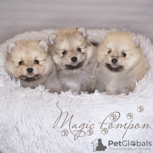 Photo №2 to announcement № 17327 for the sale of pomeranian - buy in Russian Federation from nursery