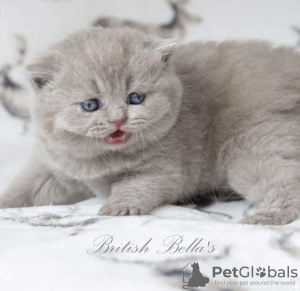 Photo №1. british shorthair - for sale in the city of Texas City | 600$ | Announcement № 105637