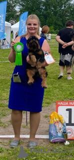 Additional photos: 4 Brussels Griffon puppies for sale