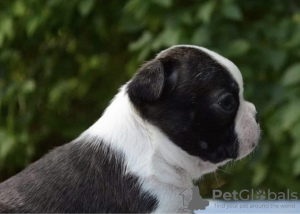 Photo №2 to announcement № 114441 for the sale of boston terrier - buy in Serbia breeder