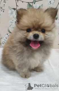 Photo №1. pomeranian - for sale in the city of Cherkasy | 367$ | Announcement № 11539