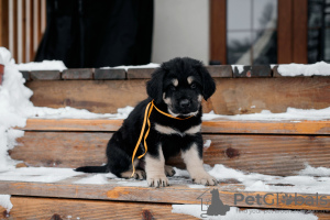 Photo №4. I will sell buryat-mongolian wolfhound in the city of Voronezh. private announcement - price - 521$