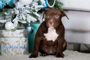 Additional photos: American Bully Chocolate and Lilac