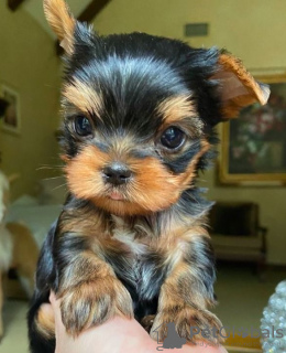 Photo №1. yorkshire terrier - for sale in the city of Deauville | Is free | Announcement № 118169