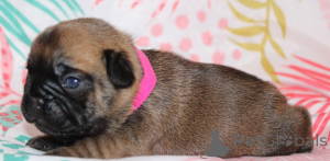 Photo №2 to announcement № 162186 for the sale of french bulldog - buy in Finland private announcement