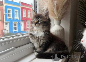 Photo №1. maine coon - for sale in the city of Legonovo | 361$ | Announcement № 178685