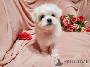 Photo №1. maltese dog - for sale in the city of Fribourg | 471$ | Announcement № 134971