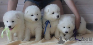 Photo №1. samoyed dog - for sale in the city of Бург | 188$ | Announcement № 130031