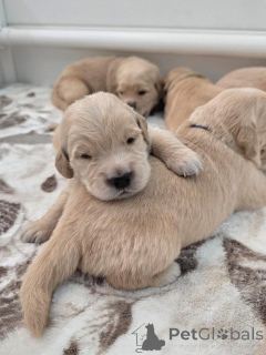Photo №2 to announcement № 177760 for the sale of golden retriever - buy in Netherlands private announcement