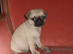 Photo №1. pug - for sale in the city of Lisbon | negotiated | Announcement № 126868