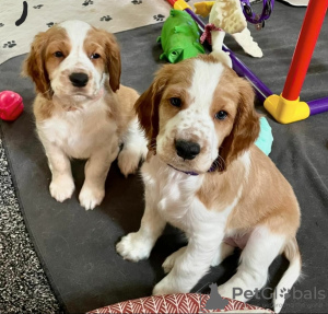 Photo №1. welsh springer spaniel - for sale in the city of Narva | negotiated | Announcement № 127411