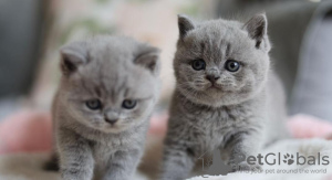 Photo №1. british shorthair - for sale in the city of Munich | 275$ | Announcement № 103779