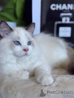 Photo №4. I will sell ragdoll in the city of Larochett. breeder - price - negotiated