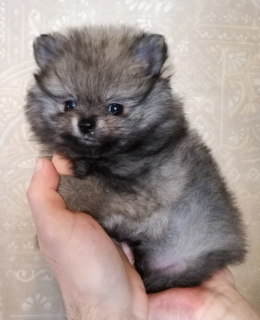 Photo №4. I will sell pomeranian in the city of Minsk. private announcement, breeder - price - 450$