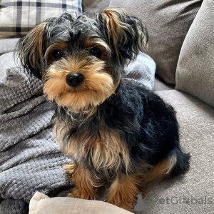 Photo №2 to announcement № 136290 for the sale of yorkshire terrier - buy in United Kingdom private announcement