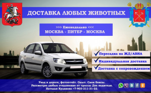 Photo №1. Services for the delivery and transportation of cats and dogs in the city of St. Petersburg. Announcement № 5240