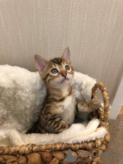 Photo №2 to announcement № 112165 for the sale of bengal cat - buy in United States breeder