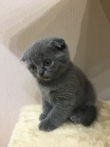 Photo №1. british shorthair - for sale in the city of Bataysk | 2781$ | Announcement № 1614