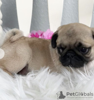Photo №1. pug - for sale in the city of Gera | 423$ | Announcement № 97188