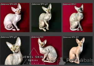 Photo №1. sphynx-katze - for sale in the city of Москва | 193$ | Announcement № 29683