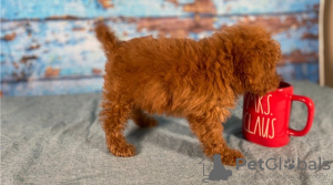 Photo №1. poodle (toy) - for sale in the city of Chicago | Is free | Announcement № 11037