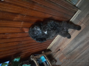 Photo №1. Mating service - breed: poodle (toy). Price - Is free