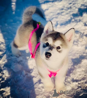 Photo №1. alaskan malamute - for sale in the city of Dekani | negotiated | Announcement № 172901