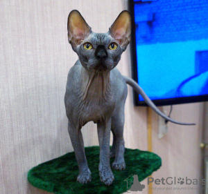 Photo №4. I will sell sphynx-katze in the city of Ivanovo. breeder - price - negotiated