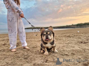 Photo №2 to announcement № 160025 for the sale of french bulldog - buy in Romania private announcement