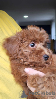 Photo №3. Mini Poodle puppies for sale. Serbia